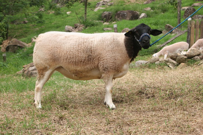 Oaie Dorper grasuna-3