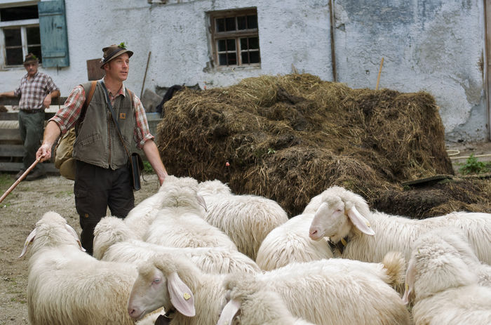 Oi frumoase Bergschaf in gospodarie