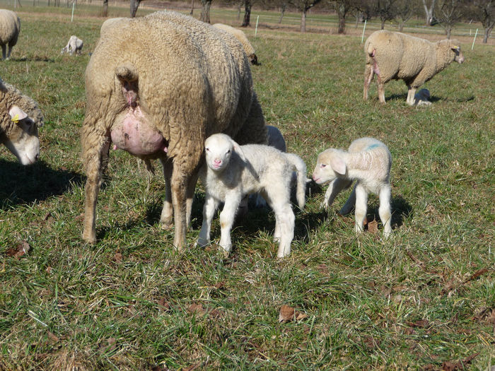 Oile fresiene de lapte-8e