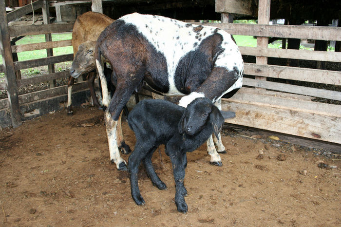 Oile si mielul spaniol