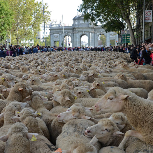 Prin Madrid cu turma de oi -6j