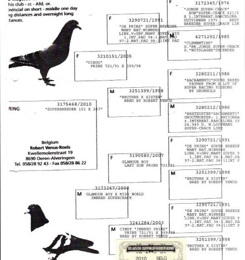 pedigrreu Venus 1