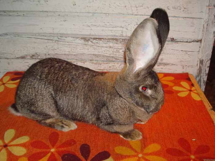 96 pct - Expo Germania 2015 ( F 8 ); ureche f lata 11,5 cm
