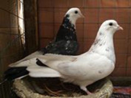 10913111_1389985331303660_337294533_n