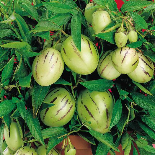 solanum muricatum pepino