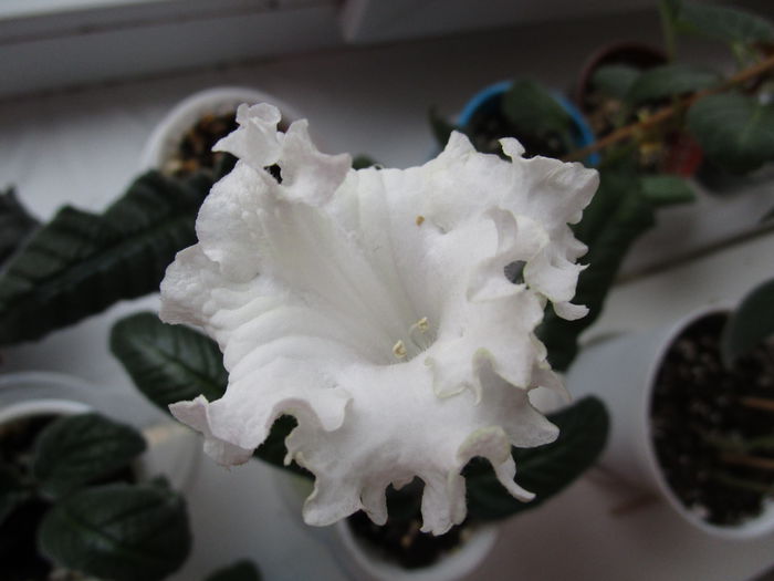 DS-1249(1)(24-02-2015)