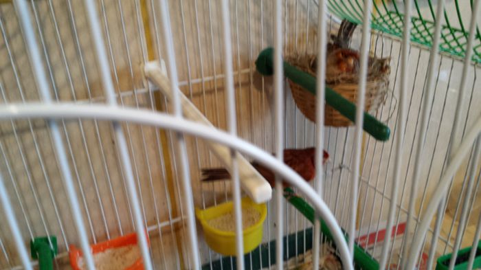 009 Ne inmultim,primele oua...