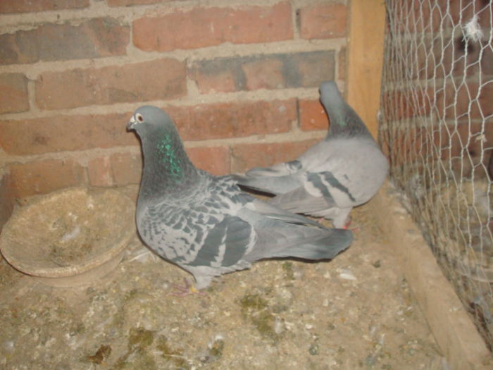 DSC04476 panosu +cons doi frati