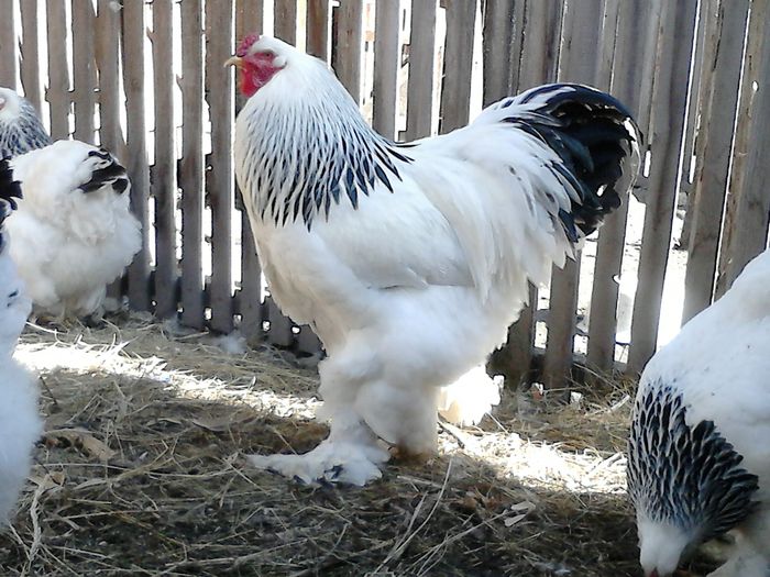 DSC_0502 - BRAHMA 2015