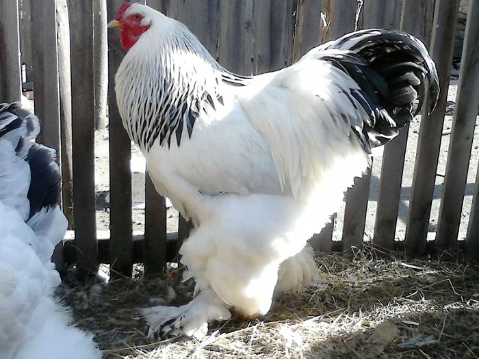 DSC_0504 - BRAHMA 2015