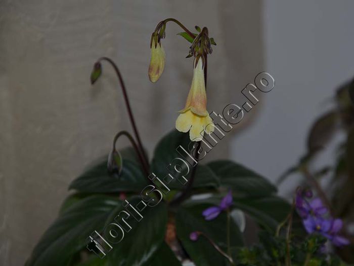 Primulina (Chirita) Aiko; http://gesneriaceae.flori-si-plante.ro/

