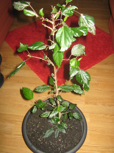 Picture My plants 2302 - Hibiscus Cooperi Rose Flake