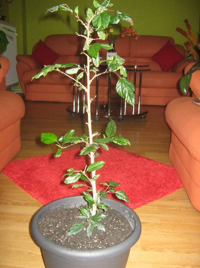 Picture My plants 2303 - Hibiscus Cooperi Rose Flake