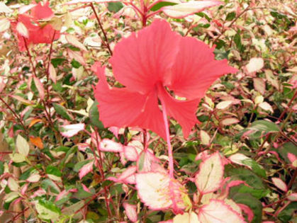 Hibisco-3 - Hibiscus Cooperi Rose Flake