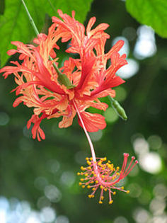 220px-Hibiscus_schizopetalus_(Botanischer_Garten_TU_Darmstadt) - Hibiscus Schizopetalus