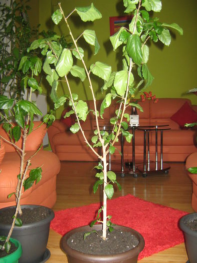 Picture My plants 2312 - Hibi El Capitolio Sport Galben