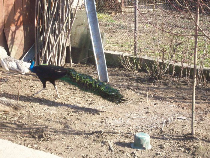 100_8803 - Copy - Pauni