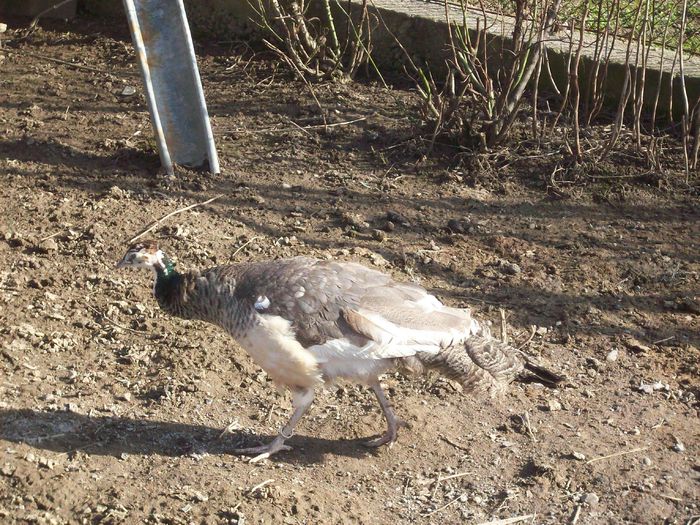 100_8805 - Copy - Pauni