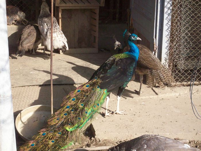 100_8808 - Copy - Pauni