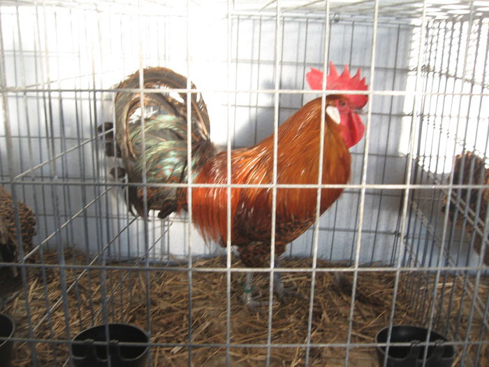 IMG_7930 - Expo Brasov 21-22 Februarie 2015