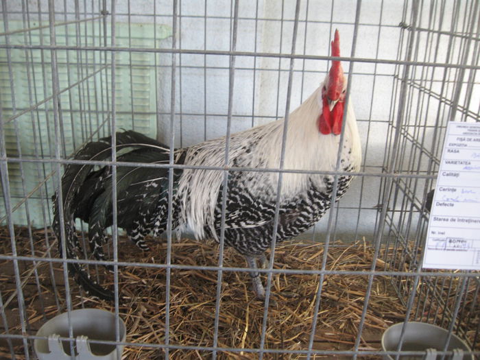 IMG_7931 - Expo Brasov 21-22 Februarie 2015