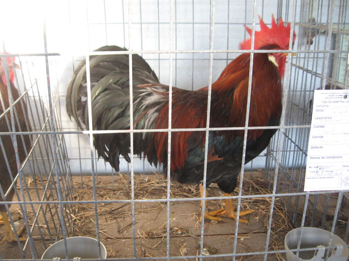 IMG_7932 - Expo Brasov 21-22 Februarie 2015