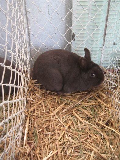 IMG_7933 - Expo Brasov 21-22 Februarie 2015