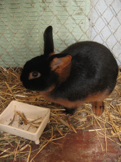 IMG_7939 - Expo Brasov 21-22 Februarie 2015