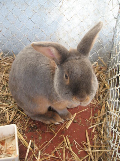 IMG_7940 - Expo Brasov 21-22 Februarie 2015