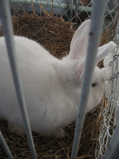 IMG_7941 - Expo Brasov 21-22 Februarie 2015