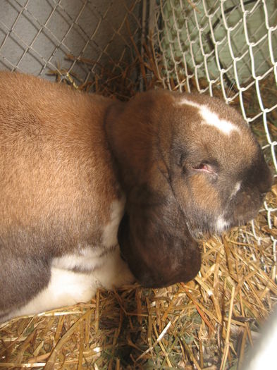 IMG_7946 - Expo Brasov 21-22 Februarie 2015