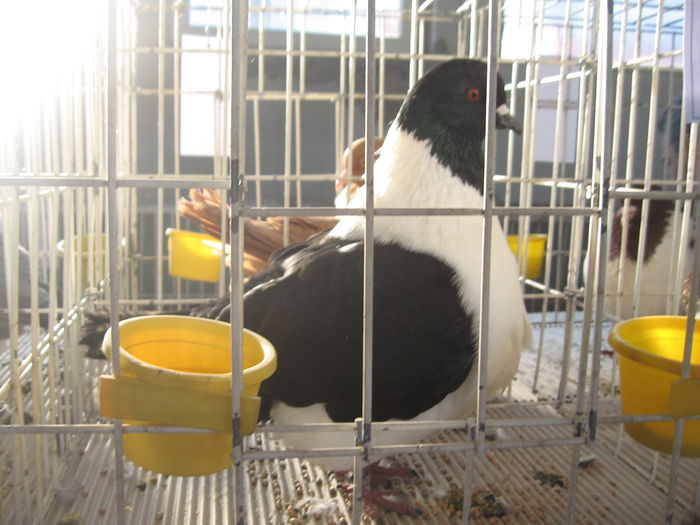 IMG_7989 - Expo Brasov 21-22 Februarie 2015