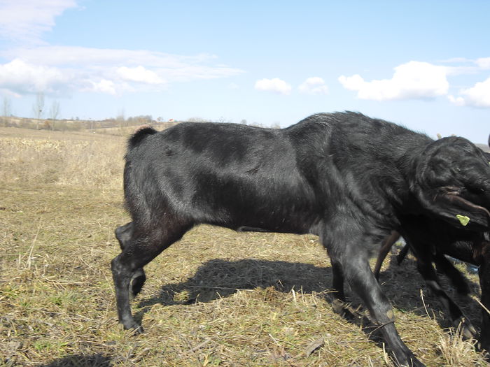 black bram - Black Bram v IJssels