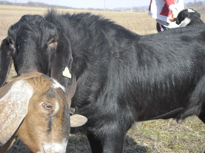 black bram - Black Bram v IJssels