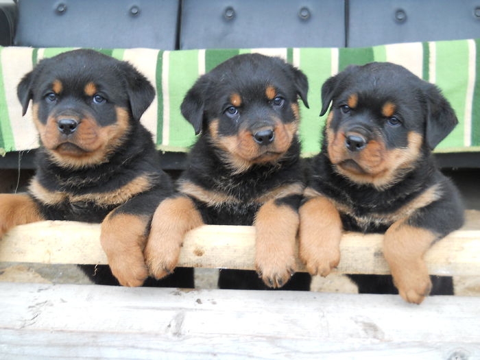 3 Femele 6 saptamani - Pui Blacky 2015