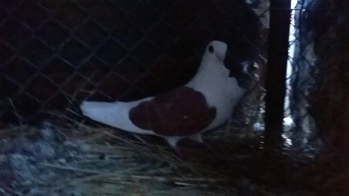 Doar acesta este al meu - Porumbei pesccarusi de aachen