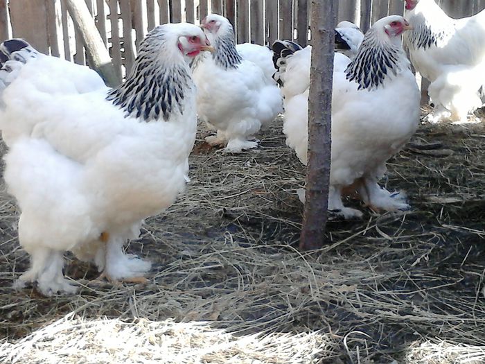 DSC_0501 - BRAHMA 2015