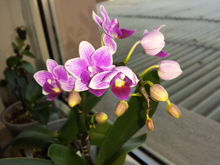 16 Orhidee Phalaenopsis mini - Orhidee - 2015