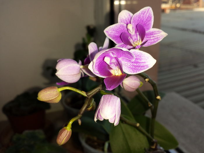 19 - Orhidee - 2015
