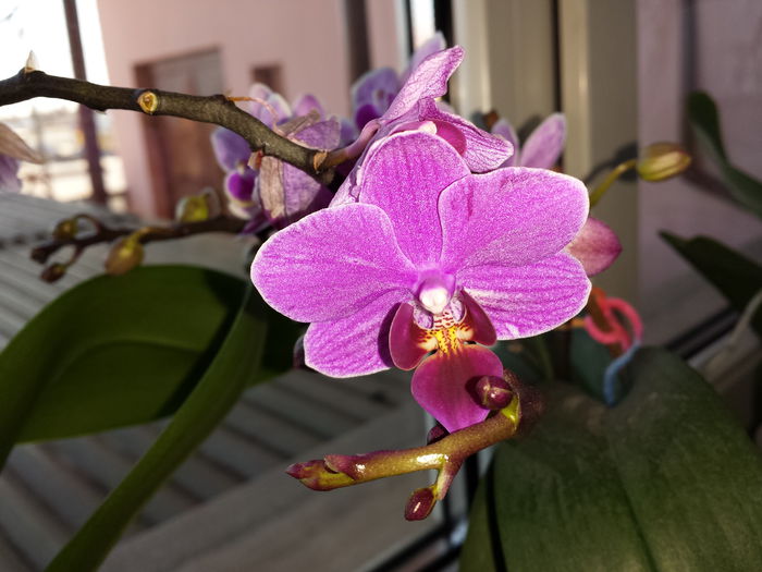 23 Orhidee Phalaenopsis - Orhidee - 2015