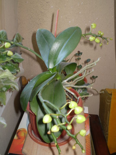 P9180435 - orhidee-2015