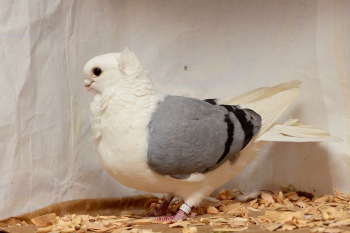 f H 2009 - perechile 2015