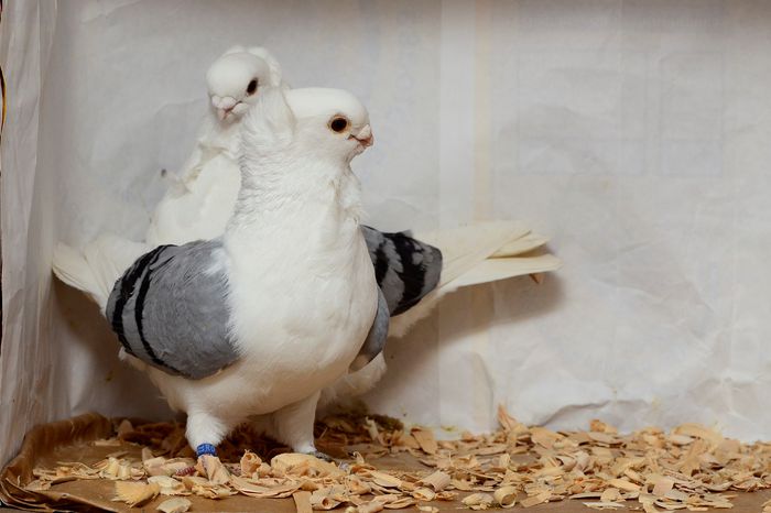 per 6 - perechile 2015