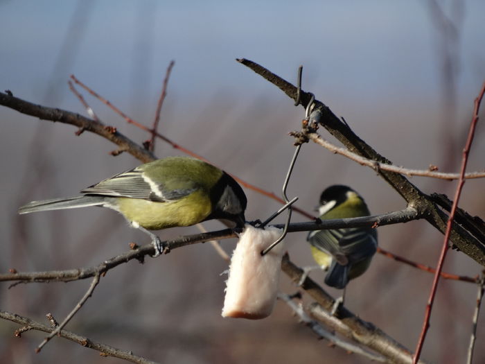 venind pe rand - a-vizitatorii gradinii-2015
