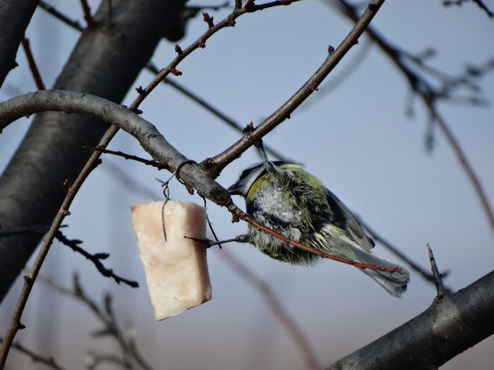 cam ciufulit de vant