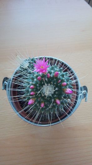 cactus 2 - Cactusi