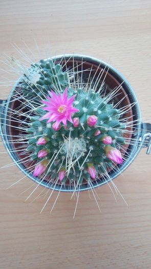 2 - Cactusi
