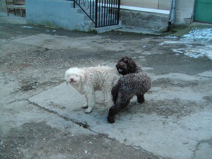 IMG_4921 - Lagotto Romagnolo pui de vinzare