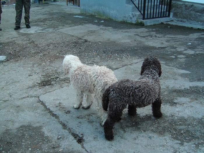 IMG_4923 - Lagotto Romagnolo pui de vinzare