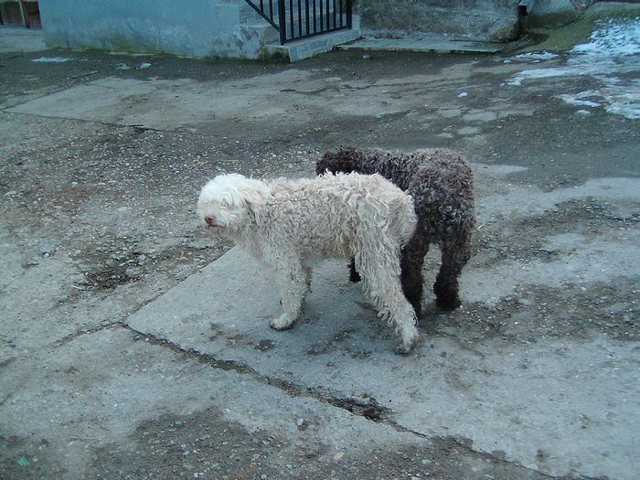 IMG_4926 - Lagotto Romagnolo pui de vinzare